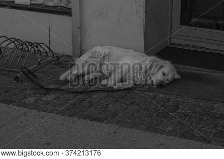 Life Style Scene, Dog Sleeping, Copenhague, Denmark, March 2019