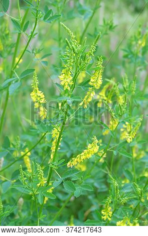 Meadow Plant Yellow Blossom Sweet Clover(melilótus Officinális) In The Grass In Summer, Macro Photog