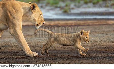 Lioness And Her Lion Cub Walking In The Muddy Riverbed In Ndutu Tanzania
