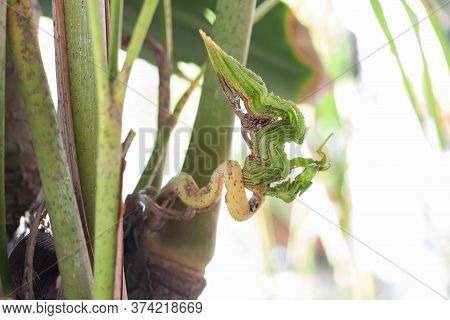 The Young Twig Of The Tree That Grew Out Deformed Leaves Was Shaped Like A Serpent. Beliefs And Supe