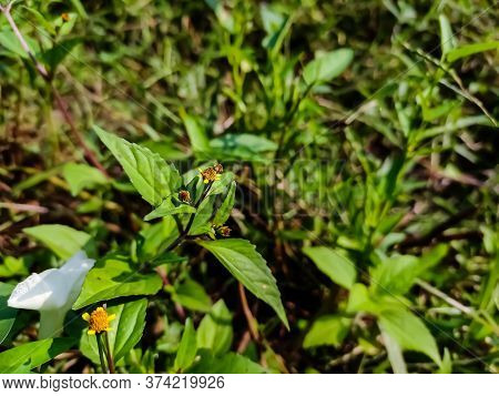 Acmella Is A Genus Of Plants In The Aster Family, Asteraceae, Described As A Genus In 1807. It Is Na