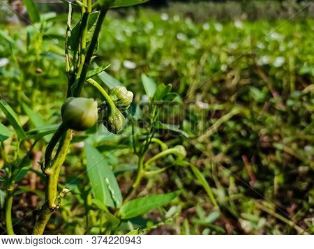 Calystegia Sepium Is A Species Of Bindweed, With A Subcosmopolitan Distribution Throughout The Tempe