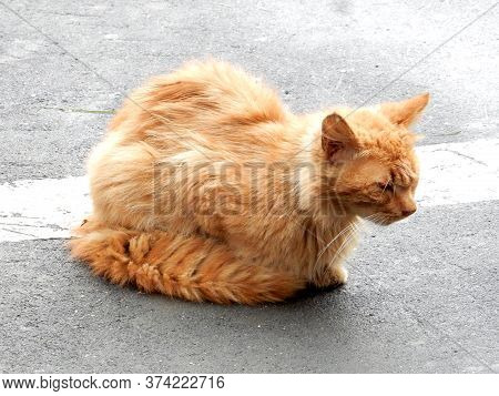 Ginger Cat With Long White Whiskers Sitting On The Road