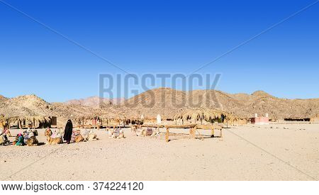 Bedouin Village In Desert, Egypt - February 2020: A Lot Of Camels Resting In Bedouin Village, Long V