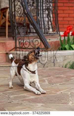 Dog Breed Smooth-haired Fox Terrier Barks In The Yard