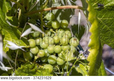 Green Grapes Growing At The Vine Plan In The Vineyard In Detail