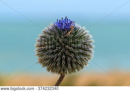 Echinops Spinoissimus, Flowering Echinops Adenocaulos Blossoms Without Petals