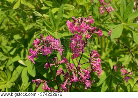Beautiful Delicate Purple Flowers Viscaria Vulgaris Growing On Meadow In Summertime Close Up.