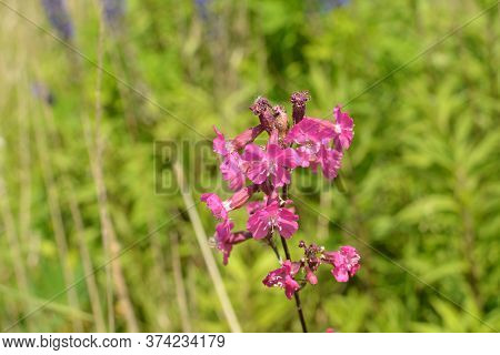 Beautiful Delicate Purple Flowers Viscaria Vulgaris Growing On Meadow In Summertime Close Up.