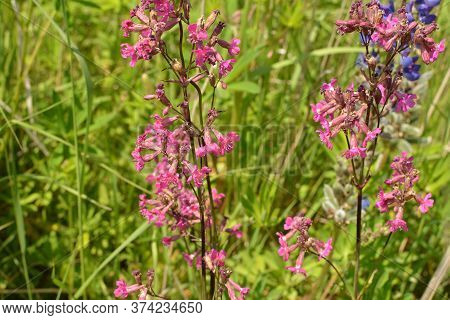 Beautiful Delicate Purple Flowers Viscaria Vulgaris Growing On Meadow In Summertime Close Up.