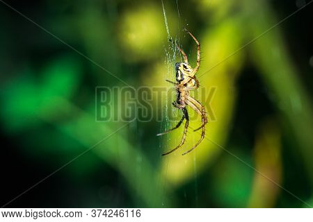 European Garden Spider, Neoscona Adianta, On Its Orb Web Waiting For A Prey, Lateral View With Green