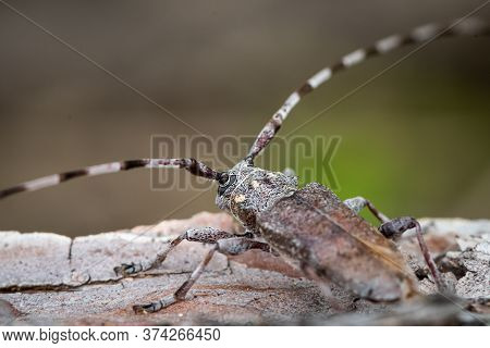 A Timberman Beetle (acanthocinus Aedilis, Cerambycidae) Sitting On A Tree Trunk