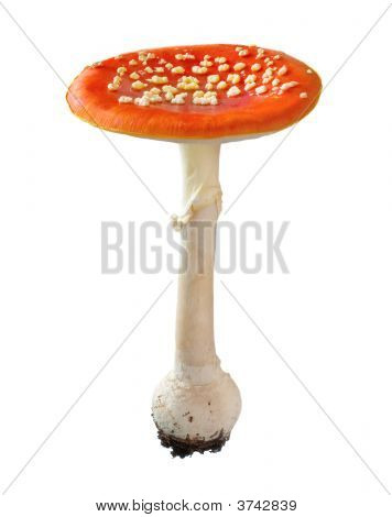 Punainen kärpässieni