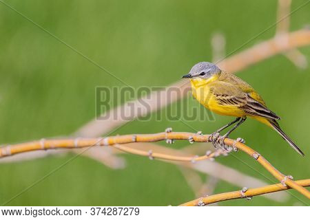The Western Yellow Wagtail (motacilla Flava) Is A Small Passerine In The Wagtail Family Motacillidae