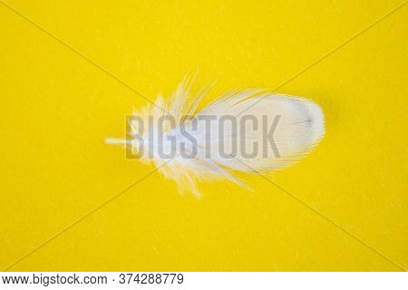 Small Fluffy White Feathers Scattered On A Vivd Yellow Background.