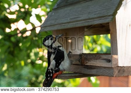Woodpecker Or Dendrocopus Major Feeding On A Bird Table