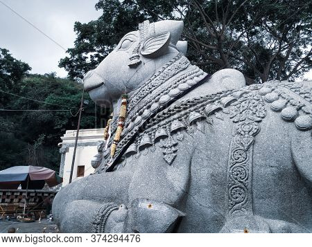 Mysore, Karnataka/india-oct 31 2019: Beautiful View Of Huge White Nandi Or Basava Stone Statue In Ch