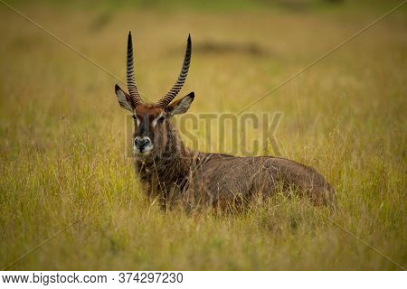 Male Waterbuck Stands In Grass Eyeing Camera