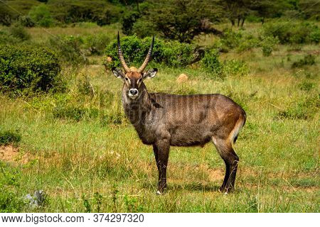Male Defassa Waterbuck Standing In Sunny Savannah