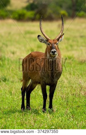 Male Defassa Waterbuck Stands In Grassy Clearing
