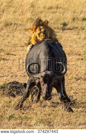 Male Lion Grips Cape Buffalo By Hindquarters