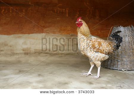 Kohout