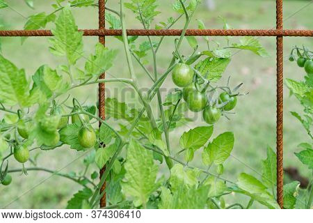 Trusses Of Grape Tomatoes And Cherry Tomatoes Growing On A Mesh Trellis