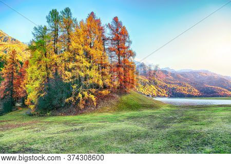 Spectacular Colorful Larchs On The Meadow Near Champfer Lake. Location: Silvaplana, Maloya District,