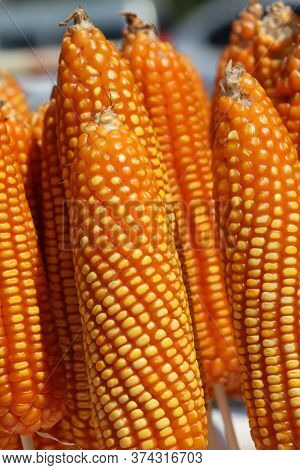 Raw Dry Sweet Corn Pods On Skewers, It Is A Cereal Plant That Yields Large Grains, Or Kernels, Set I