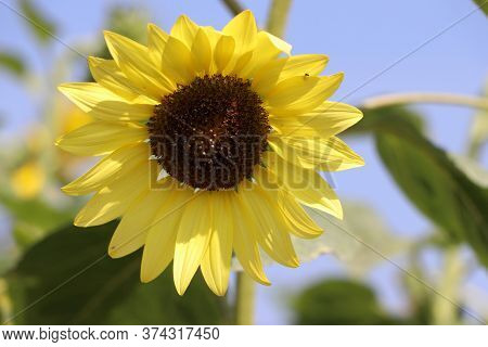 Sunflower Blooming On The Tree, Sunflowers Are Cultivated For Their Edible Seeds. Which Are An Impor