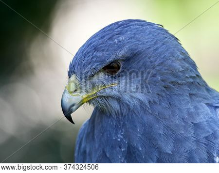 Close-up of Shield Eagle (Geranoaetus melanoleucus) adult