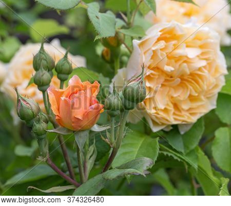 Blooming Yellow Orange English Roses In The Garden On A Sunny Day. Rose Graham Thomas