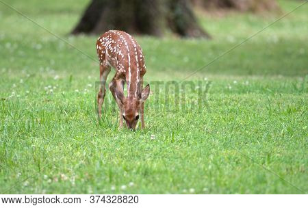 Cute White-tailed Deer Fawn In An Ipen Meadow In Summer