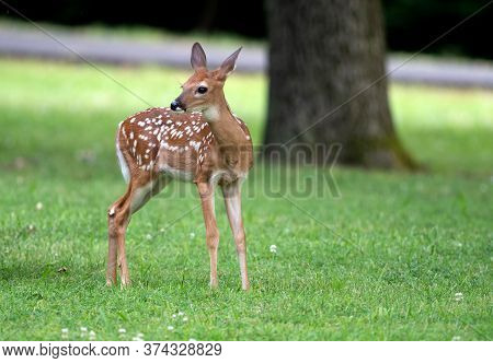 Cute White-tailed Deer Fawn In An Ipen Meadow In Summer