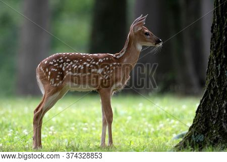 Cute White-tailed Deer Fawn In An Ipen Meadow In Summer