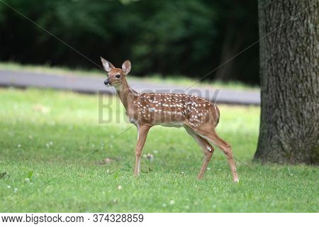 Cute White-tailed Deer Fawn In An Ipen Meadow In Summer