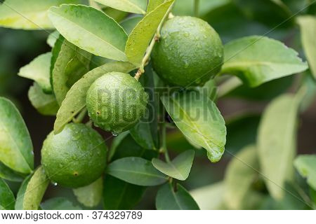 Green Limes Tree In The Garden.green Limes Are Excellent Source Of Vitamin C.green Organic Lime Citr