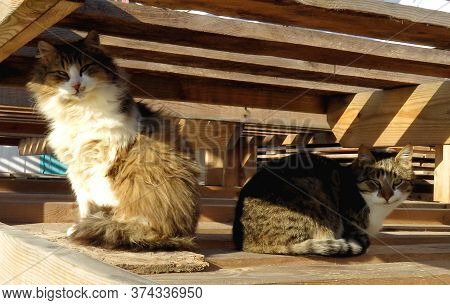 Two Gorgeous Stray Cats Inside A Wooden Structure Hide From The Sun