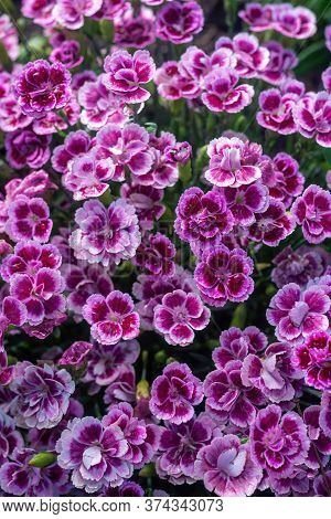 Dianthus Caryophyllus, Commonly Known As The Carnation Or Clove Pink, Is A Species Of Dianthus. Clos