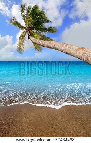 Kanarieöarna brun sandstrand och tropiska aqua vatten med palm tree