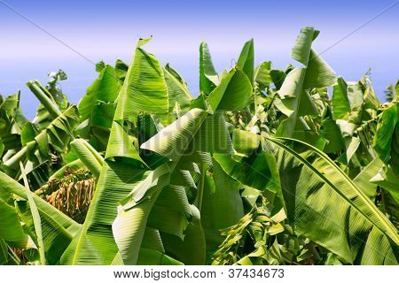 สวนกล้วย canarian Platano ในหมู่เกาะคะเนรีปัลลา