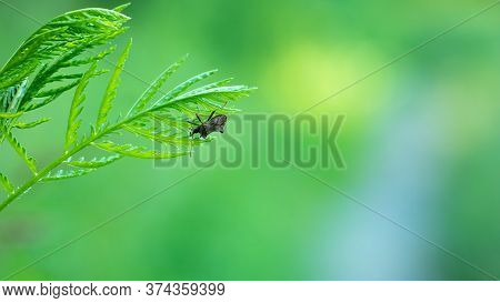 Single Grey Color Shield Bug Feeding From The Blade Of Wild Grass. Blurred Background.