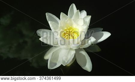 White Water Lily Swims In Black Water. Pure, Bright, White Water Flower. Clouds Are Reflected In Dar