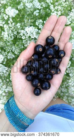 The Girl Holds In Her Palm Large, Juicy Berries Of Black Currant On A Background Of White Flowers. H