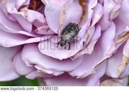 Garden Pests. Closeup Photo Of A White Spotted Rose Beetle (oxythyrea Funesta) On A Pink Rose.