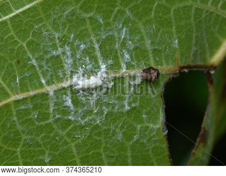 Two Planthopper Nymphs Feeding On Plant Sap And Surrounded By Wax Filaments. Probably Genera Metcalf