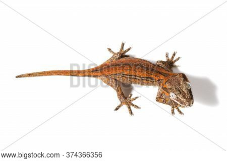 Gargoyle Gecko Isolated On A White Background