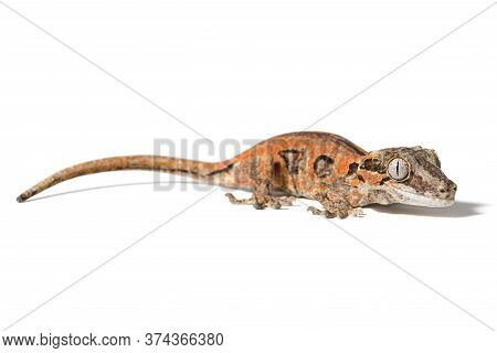Gargoyle Gecko Isolated On A White Background