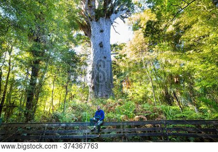 Big Kauri tree at the North Island of New Zealand