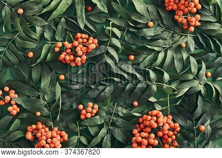 Sorbus and leaves on dark green background top view. Red rowan bunches and branches flat lay. Tree twigs botanical composition. Wild forest orange berries wallpaper, backdrop design